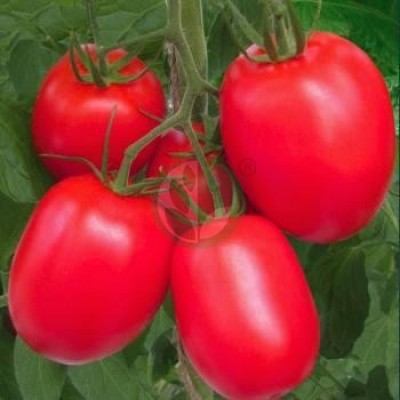 Семена томата сортового Рио Гранде, 25 гр., Agri-Saaten